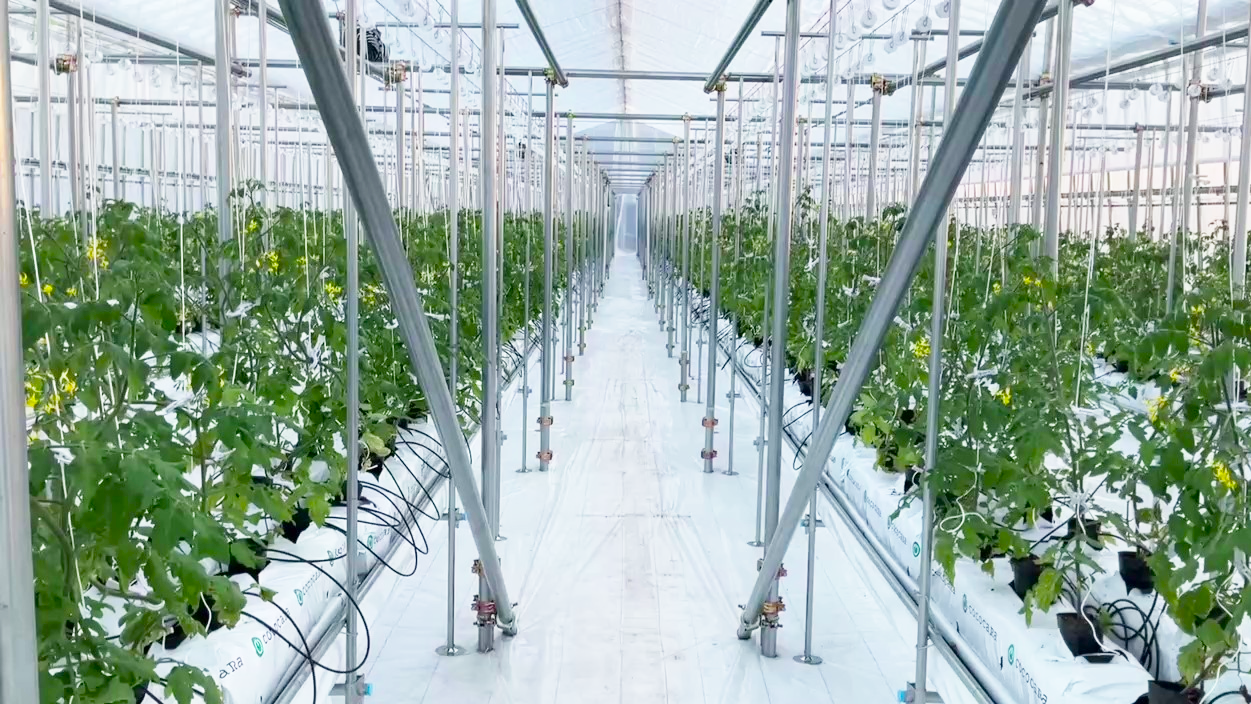 温泉熱活用の通年トマトハウス